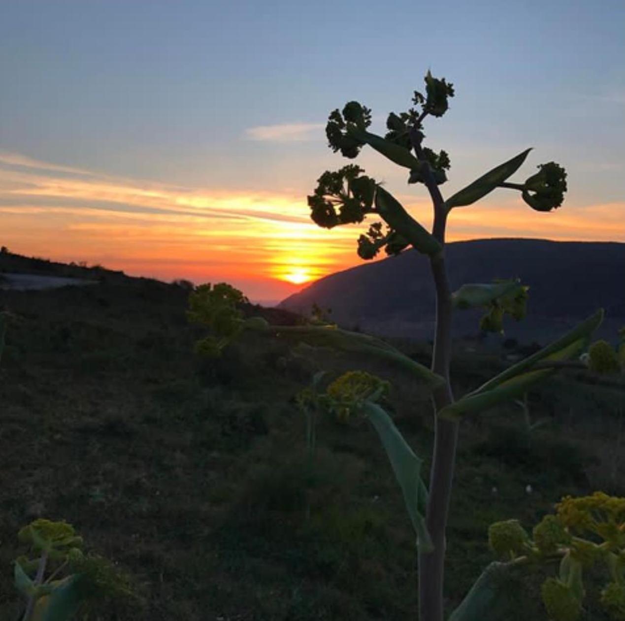 In Sicilia Da Ciro Panzió Vita Kültér fotó